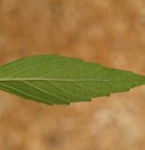 konopice úzkolistá <i>(Galeopsis angustifolia)</i> / List