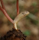 dymnivka bobovitá <i>(Corydalis intermedia)</i> / Ostatní