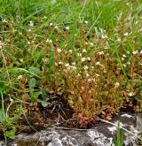 lomikámen trojprstý <i>(Saxifraga tridactylites)</i>