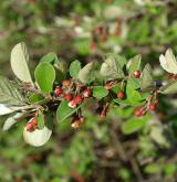 skalník celokrajný <i>(Cotoneaster integerrimus)</i> / Větve a pupeny