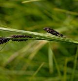 ostřice Bigelowova <i>(Carex bigelowii)</i> / Květ/Květenství