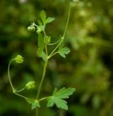 kakost rozkladitý <i>(Geranium divaricatum)</i>