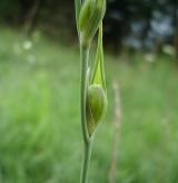 mečík bahenní <i>(Gladiolus palustris)</i> / Plod