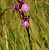 vstavač bahenní  <i>(Orchis palustris)</i> / Květ/Květenství