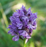 vstavač trojzubý <i>(Orchis tridentata)</i> / Květ/Květenství