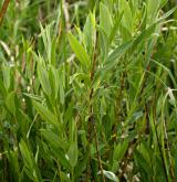 vrba rozmarýnolistá <i>(Salix rosmarinifolia)</i> / Habitus