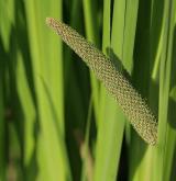 puškvorec obecný <i>(Acorus calamus)</i> / Květ/Květenství