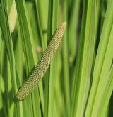 puškvorec obecný <i>(Acorus calamus)</i> / Květ/Květenství