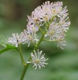 samorostlík klasnatý <i>(Actaea spicata)</i>