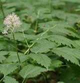 samorostlík klasnatý <i>(Actaea spicata)</i> / Habitus