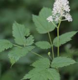 samorostlík klasnatý <i>(Actaea spicata)</i> / Habitus