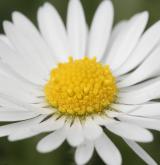 sedmikráska obecná <i>(Bellis perennis)</i> / Květ/Květenství