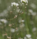 kokoška pastuší tobolka <i>(Capsella bursa-pastoris)</i> / Květ/Květenství