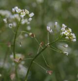 kokoška pastuší tobolka <i>(Capsella bursa-pastoris)</i> / Květ/Květenství