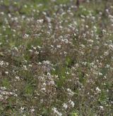 kokoška pastuší tobolka <i>(Capsella bursa-pastoris)</i> / Habitus