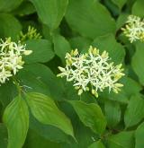 svída krvavá <i>(Cornus sanguinea)</i> / Květ/Květenství