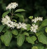 svída krvavá <i>(Cornus sanguinea)</i> / Habitus