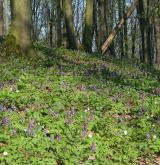 dymnivka dutá <i>(Corydalis cava)</i> / Detail porostu