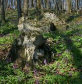 dymnivka dutá <i>(Corydalis cava)</i> / Detail porostu