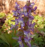 dymnivka dutá <i>(Corydalis cava)</i> / Květ/Květenství