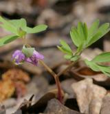 dymnivka bobovitá <i>(Corydalis intermedia)</i>