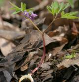 dymnivka bobovitá <i>(Corydalis intermedia)</i>