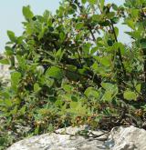 skalník černoplodý <i>(Cotoneaster laxiflorus)</i> / Habitus