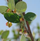 skalník černoplodý <i>(Cotoneaster laxiflorus)</i> / Květ/Květenství