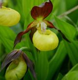 střevíčník pantoflíček <i>(Cypripedium calceolus)</i> / Květ/Květenství
