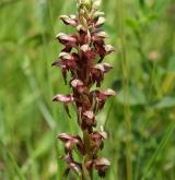 vstavač štěničný <i>(Orchis coriophora)</i> / Květ/Květenství