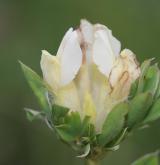 čilimník bílý <i>(Cytisus albus)</i> / Květ/Květenství