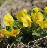 čilimník řezenský <i>(Cytisus ratisbonensis)</i> / Květ/Květenství