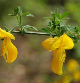 janovec metlatý <i>(Cytisus scoparius)</i> / Květ/Květenství
