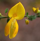 janovec metlatý <i>(Cytisus scoparius)</i> / Květ/Květenství