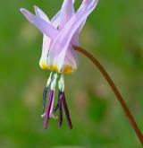 kandík psí zub <i>(Erythronium dens-canis)</i> / Květ/Květenství