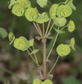 pryšec mandloňovitý <i>(Euphorbia amygdaloides)</i> / Květ/Květenství