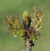 jasan ztepilý <i>(Fraxinus excelsior)</i> / Květ/Květenství