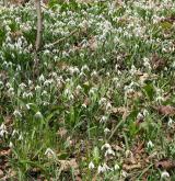 sněženka podsněžník <i>(Galanthus nivalis)</i> / Porost