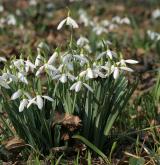 sněženka podsněžník <i>(Galanthus nivalis)</i>