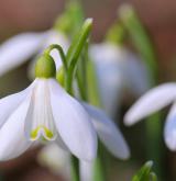 sněženka podsněžník <i>(Galanthus nivalis)</i>