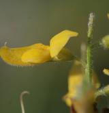 kručinka německá <i>(Genista germanica)</i> / Květ/Květenství