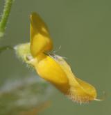 kručinka německá <i>(Genista germanica)</i> / Květ/Květenství