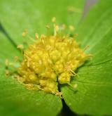 hvězdnatec zubatý <i>(Hacquetia epipactis)</i> / Květ/Květenství
