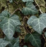 břečtan popínavý <i>(Hedera helix)</i> / List