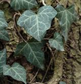 břečtan popínavý <i>(Hedera helix)</i> / List