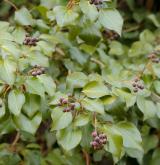 břečtan popínavý <i>(Hedera helix)</i> / Habitus