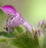 hluchavka objímavá <i>(Lamium amplexicaule)</i> / Květ/Květenství
