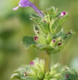 hluchavka objímavá <i>(Lamium amplexicaule)</i> / Květ/Květenství