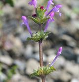 hluchavka objímavá <i>(Lamium amplexicaule)</i> / Květ/Květenství
