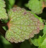 hluchavka nachová <i>(Lamium purpureum)</i> / List